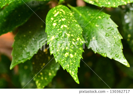 Aucuba japonica (with water droplets) Aucuba japonica (with water droplets) 130362717