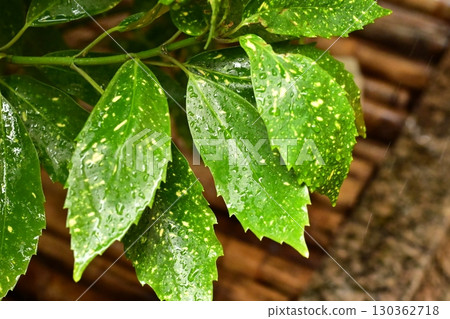 Aucuba japonica (with water droplets) Aucuba japonica (with water droplets) 130362718