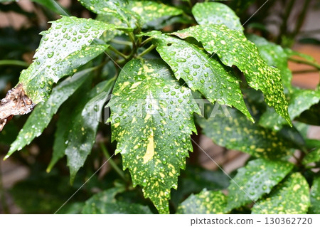 Aucuba japonica (with water droplets) Aucuba japonica (with water droplets) 130362720