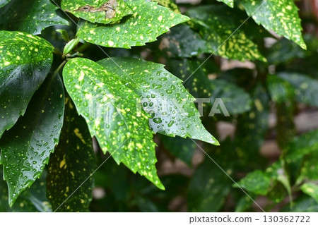 日本金葉珊瑚(有水滴) 日本金葉珊瑚(有水滴) 130362722