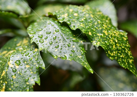 日本金葉珊瑚(有水滴) 日本金葉珊瑚(有水滴) 130362726