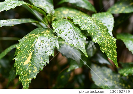 Aucuba japonica (with water droplets) 130362729
