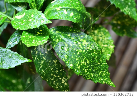 Aucuba japonica (with water droplets) 130362732