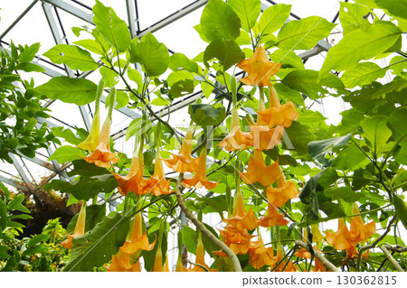 Trumpet-shaped peach-colored flowers of the Angel's Trumpet tree Trumpet-shaped peach-colored flowers of the Angel's Trumpet tree 130362815
