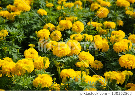Bright yellow marigold flower in full bloom 130362863