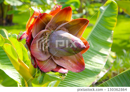 Ensete superbum banana with large reddish-brown blossom bracts 130362864