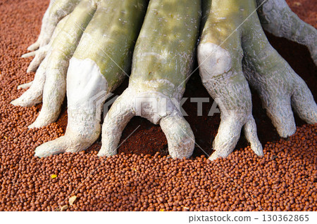 Adenium obesum with thick exposed roots above soil and clay pebbles. 130362865