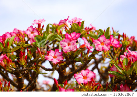 Adenium obesum, Pink desert rose flowers in full bloom. 130362867