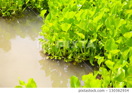 Dense cluster of water hyacinth plants floating on the water surface. Dense cluster of water hyacinth plants floating on the water surface. 130362934