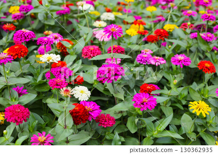 Colorful zinnias in full bloom Colorful zinnias in full bloom 130362935