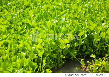 Dense cluster of water hyacinth plants floating on the water surface. 130362936