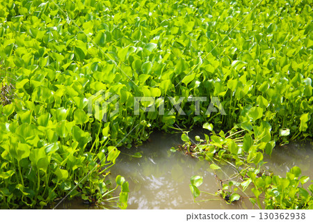 Dense cluster of water hyacinth plants floating on the water surface. 130362938
