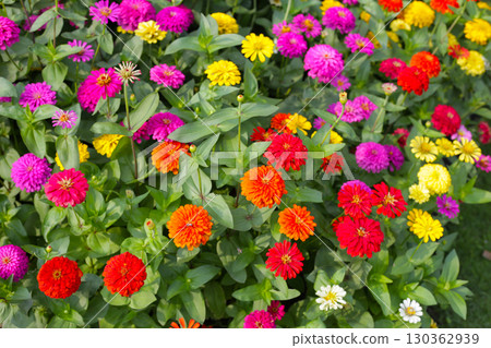 Colorful zinnias flourishing in a lush garden Colorful zinnias flourishing in a lush garden 130362939