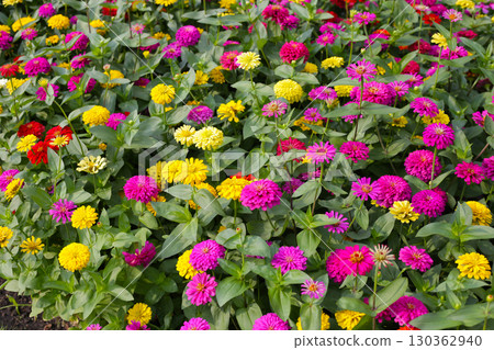 Colorful zinnias flourishing in a lush garden 130362940