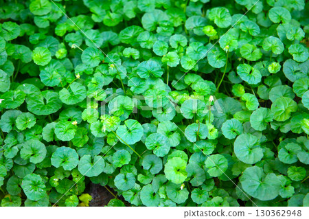 Viola hederacea or Viola Banksii 130362948
