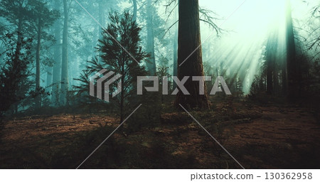 In a dense forest, tall trees rise majestically as soft sunlight penetrates the mist, creating an enchanting atmosphere. Shadows play upon the forest floor, inviting exploration and wonder. 130362958