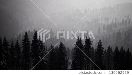 A tranquil expanse of towering pine trees cloaked in an ethereal mist at dawn. The soft light casts a serene atmosphere over the wilderness, evoking a sense of calm. 130362959