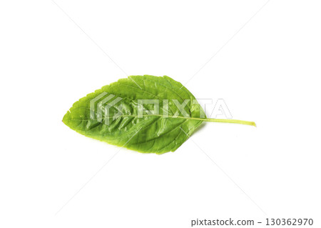 Holy basil leaves on white background. 130362970