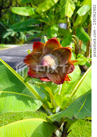 Ensete superbum banana with large reddish-brown blossom bracts 130362982