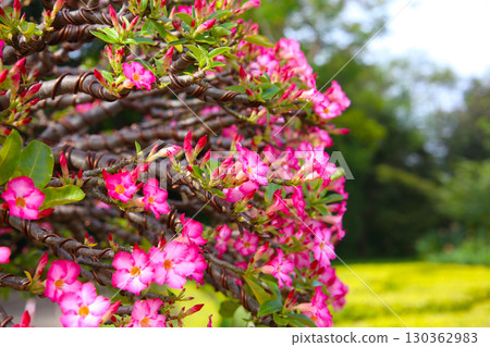 Adenium obesum, Pink desert rose flowers in full bloom. 130362983