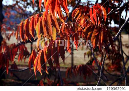 久留米市柳坂曾根沿岸的榛樹的秋葉和果實 130362991