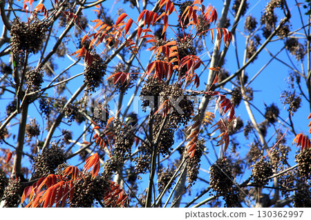 久留米市柳坂曾根沿岸的榛樹的秋葉和果實 130362997