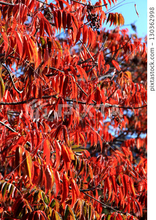 久留米市柳坂曾根沿岸的榛樹的秋葉和果實 130362998