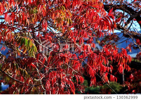 久留米市柳坂曾根沿岸的榛樹的秋葉和果實 130362999