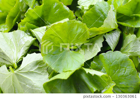 Fresh gotu kola leaves, a traditional herb used to reduce inflammation and support circulation. 130363061