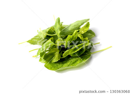 Holy basil leaves on white background. 130363068