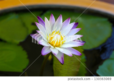 Beautiful purple-tipped white water lily in full bloom above green lily pads. Beautiful purple-tipped white water lily in full bloom above green lily pads. 130363069