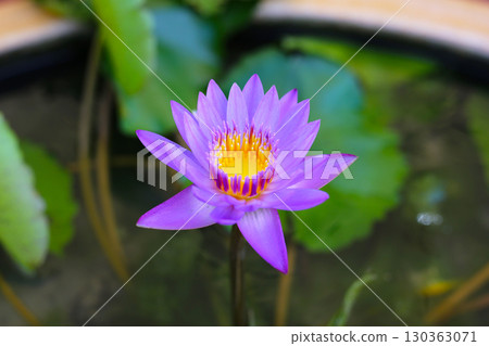 Vibrant purple water lily in full bloom with a bright yellow center above green lily pads. Vibrant purple water lily in full bloom with a bright yellow center above green lily pads. 130363071