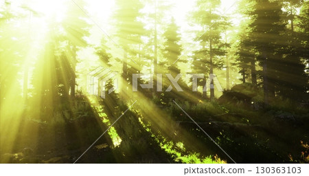 Golden rays of sunlight stream through tall trees, illuminating the forest floor. This serene spot invites peaceful reflection amidst natures vibrant greenery and gentle shadows. Golden rays of sunlight stream through tall trees, illuminating the forest floor. This serene spot invites peaceful reflection amidst natures vibrant greenery and gentle shadows. 130363103
