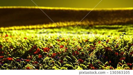 A beautiful meadow comes alive with colorful wildflowers under a warm twilight glow. The lush greens and vibrant reds create a stunning contrast, inviting a sense of peace and serenity. 130363105