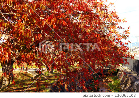 久留米市柳坂曾根沿岸的榛樹的秋葉和果實 130363108