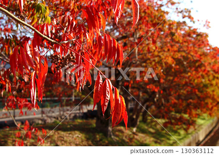 Autumn leaves and berries of the hazel trees along Yanagisaka Sone in Kurume City 130363112