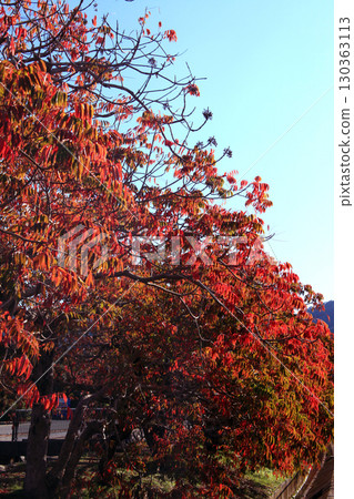 久留米市柳坂曾根沿岸的榛樹的秋葉和果實 久留米市柳坂曾根沿岸的榛樹的秋葉和果實 130363113