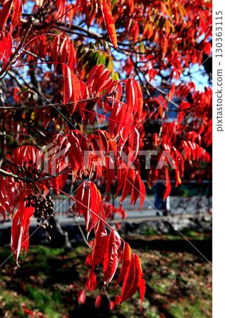 久留米市柳坂曾根沿岸的榛樹的秋葉和果實 130363115