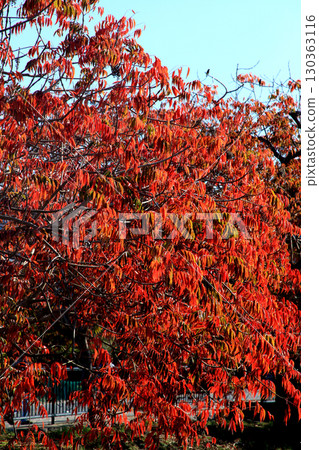 久留米市柳坂曾根沿岸的榛樹的秋葉和果實 130363116
