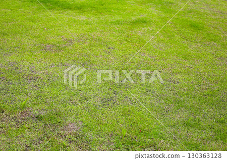 Fresh green grass covering the ground. 130363128