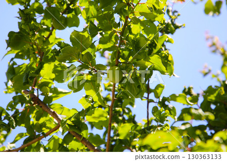 Prunus mume fruits on tree Prunus mume fruits on tree 130363133