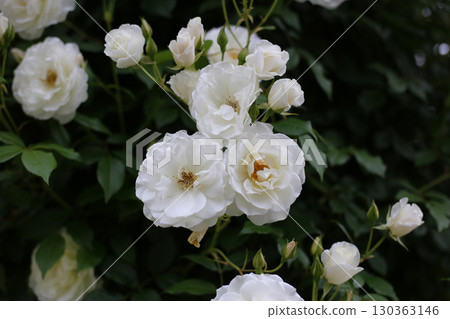 Beautiful white rose in full bloom Beautiful white rose in full bloom 130363146