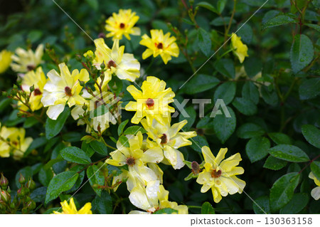 A beautiful rose bush in a public park in Japan A beautiful rose bush in a public park in Japan 130363158