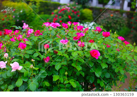 A beautiful rose bush in a public park in Japan A beautiful rose bush in a public park in Japan 130363159