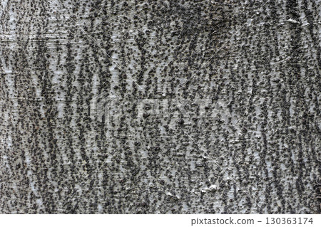 Close-up of tree bark with a smooth gray surface covered in small dark bumps forming natural patterns. 130363174