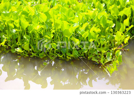 Dense cluster of water hyacinth plants floating on the water surface. Dense cluster of water hyacinth plants floating on the water surface. 130363223