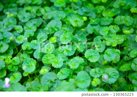 Viola hederacea or Viola Banksii 130363225