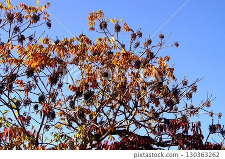 久留米市柳坂曾根沿岸的榛樹的秋葉和果實 久留米市柳坂曾根沿岸的榛樹的秋葉和果實 130363262