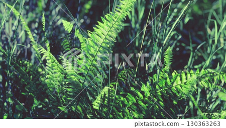 Vibrant ferns flourish among tall grasses, soaking in gentle sunlight filtering through tree leaves, creating a tranquil atmosphere in this peaceful woodland habitat. 130363263