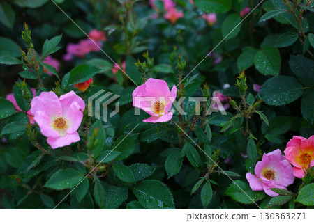 A beautiful rose bush in a public park in Japan 130363271